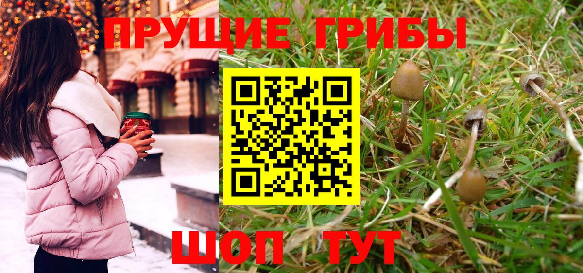 Галлюциногенные грибы GOLDEN TEACHER Черняховск